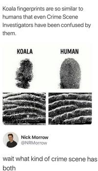 Koala fingerprints are so similar to humans that even Crime Scene Investigators have been confused by them. KOALA HUMAN Nick Morrow @NRMorrow wait what kind of crime scene has both Koala Hairstyle Plant Nature Botany Organism Terrestrial plant Font Automotive tire Tree Woody plant Adaptation
