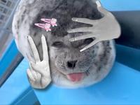 Smiling And Winking Baby Seal Sticking Its Tongue Out (meme)