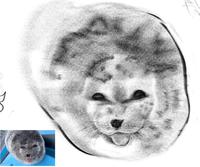 Smiling And Winking Baby Seal Sticking Its Tongue Out (meme)