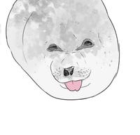 Smiling And Winking Baby Seal Sticking Its Tongue Out (meme)