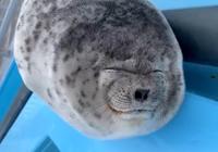 Smiling And Winking Baby Seal Sticking Its Tongue Out (meme)