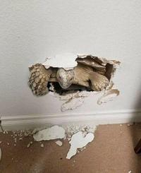 Wall Turtle