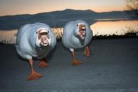 Geese Chase