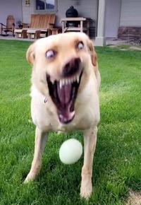 About to Gobl' on His Ball