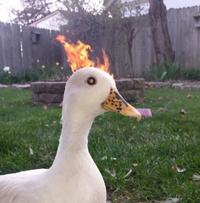 Devil Duck