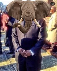 Elephant Tramples Woman at Funeral (meme)