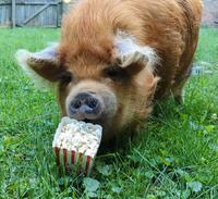  🍽️🐖 PAWG Patrol Rufus the pig