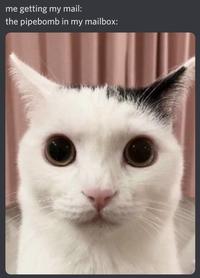 me getting my mail: the pipebomb in my mailbox: