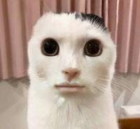 Humanoid Cat