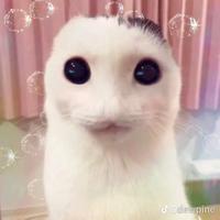 Jedewpine