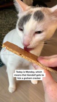 Tik Tok @indooroutdoorkat Today is Monday, which means that Gandalf gets to lick a graham cracker