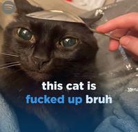 this cat is f----- up bruh