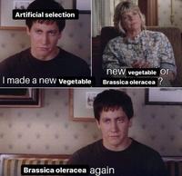 From Wikipedia: Brassica oleracea is a plant species that includes many common cultivars, such as cabbage, broccoli, cauliflower, kale, Brussels sprouts, collard greens, Savoy cabbage, kohlrabi, and gai lan.