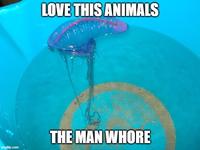 imgflip.com LOVE THIS ANIMALS THE MAN W----