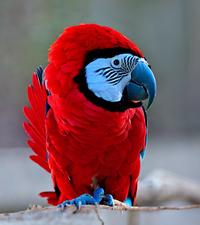 Suscarlet Macaw