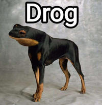 Drog