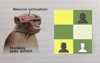 Neuron activation Monkey sees action CK