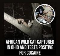 SA AZTEL P AFRICAN WILD CAT CAPTURED IN OHIO AND TESTS POSITIVE FOR COCAINE