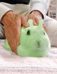 Green Alien Bunny
