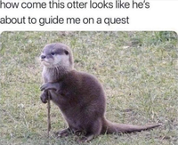 how come this otter looks like he's about to guide me on a quest