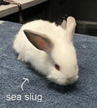 sea slug