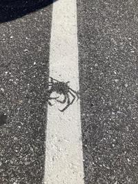 Environmental Storytelling Crab Silhouette