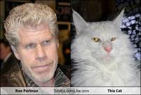Ron Perlman TotallyLooks Like.com This Cat