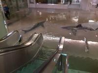 Escalator Sharks