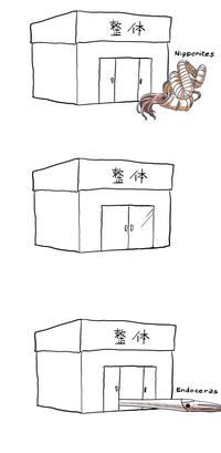整体 整体 D 整体 Nipponites Endoceras
