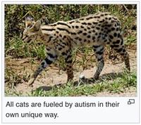 All cats are fueled by autism in their own unique way.