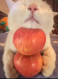 Cat Holding Two Apples