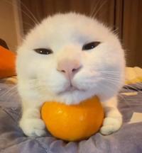 Cat with orange meme
