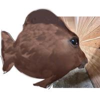 Side Eye Horse as a fish