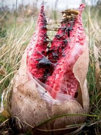 tysm for asking HERE IS MY LIST OF MUSHROOMS THAT ARE SCARIER THAN CHICKEN OF THE WOODS for all your Infected design needs 🧟‍♂️🍄

Starting STRONG with Clathrus Archeri, Devil's Fingers. This lil stinker smells like dead bodies to attract insects that help disperse its spores! 