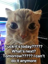 @literallymecats F--- it's today????? What's next? Tomorrow????? I can't do it anymore