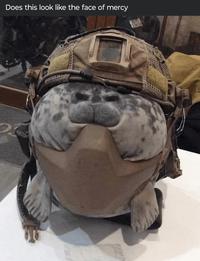 Does this look like the face of mercy