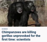 SCIENCE Chimpanzees are killing gorillas unprovoked for the first time: scientists