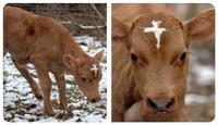 The divine bovine