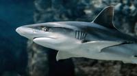 Sharks, whose oldest known fossils are from ~450 mya, are much older than Polaris, the youngest, lar...