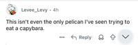 Levee_Levy 4h This isn't even the only pelican I've seen trying to eat a capybara. ← Reply