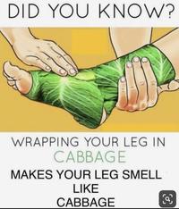 DID YOU KNOW? WRAPPING YOUR LEG IN CABBAGE MAKES YOUR LEG SMELL LIKE CABBAGE
