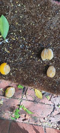 Something is eating the lemon skins