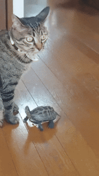 Friend?