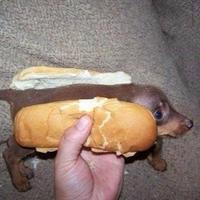 Dog is stupid | /r/okbuddyretard