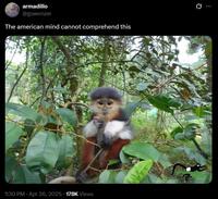 armadillo @gowonzer The american mind cannot comprehend this 1:30 PM - Apr 26, 2025 178K Views