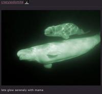 A mamaposting meme by crazysodomite. The post is captioned, "lets glow serenely with mama."