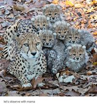 A mamaposting meme by keeperofthebees. The post is captioned, "let's observe with mama."