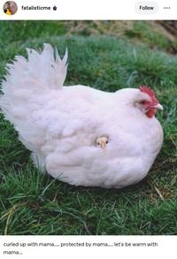 fatalisticme Follow curled up with mama..... protected by mama..... let's be warm with mama...