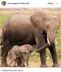 A mamaposting meme. The post is captioned, "holding hands with mama."