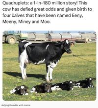 Quadruplets: a 1-in-180 million story! This cow has defied great odds and given birth to four calves that have been named Eeny, Meeny, Miney and Moo. defying the odds with mama